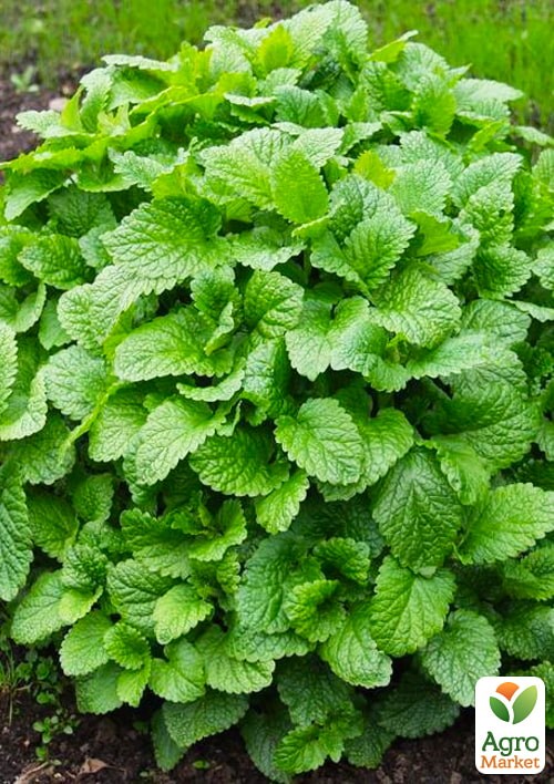 Меліса "Лімонна" ТМ "Весна" 100г - фото 3