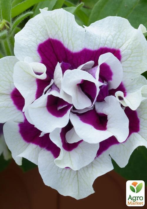 Петунія напівампельна Tumbelina "Bella" (контейнер №10, висота 10-15см) - фото 3