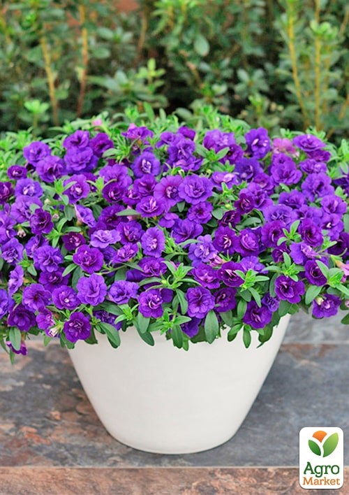 Калібрахоа PortuCal "Double Blue" - фото 2