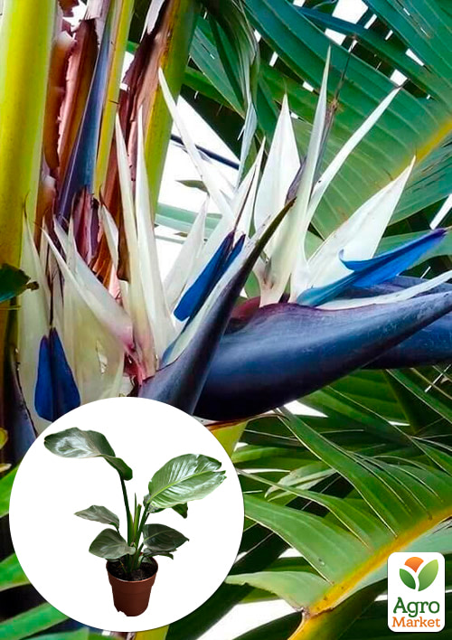 Стрелиция Гигантская "Nicolai" (высота 80-100см)