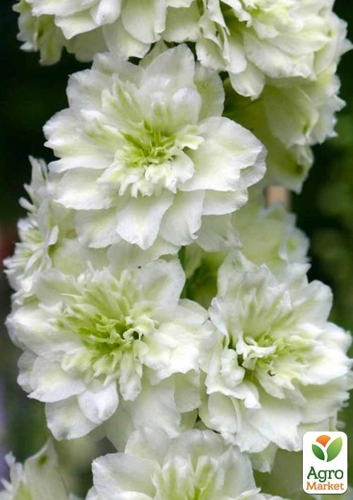 Дельфиниум махровый "Morning Sunrise"