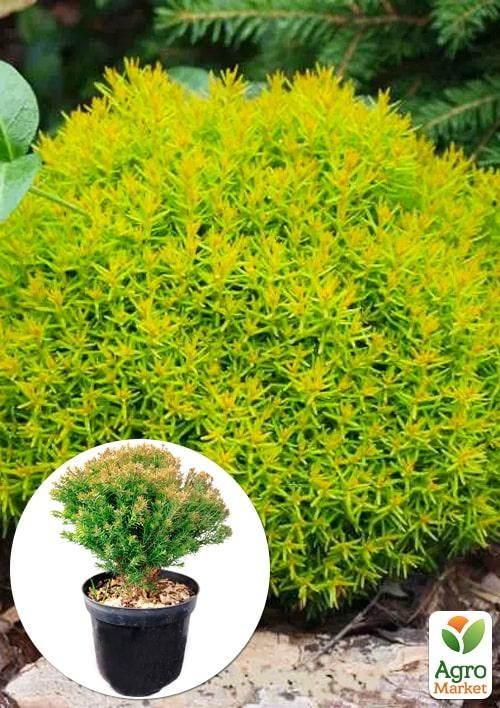 Туя западная "Anniek" вазон C2  высота 15-20см