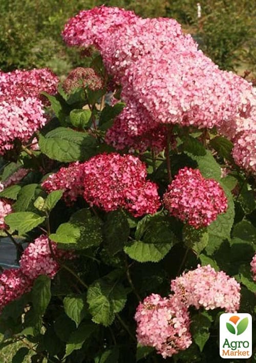 Гортензия 3-х летка древовидная "Pink Annabelle" - фото 5