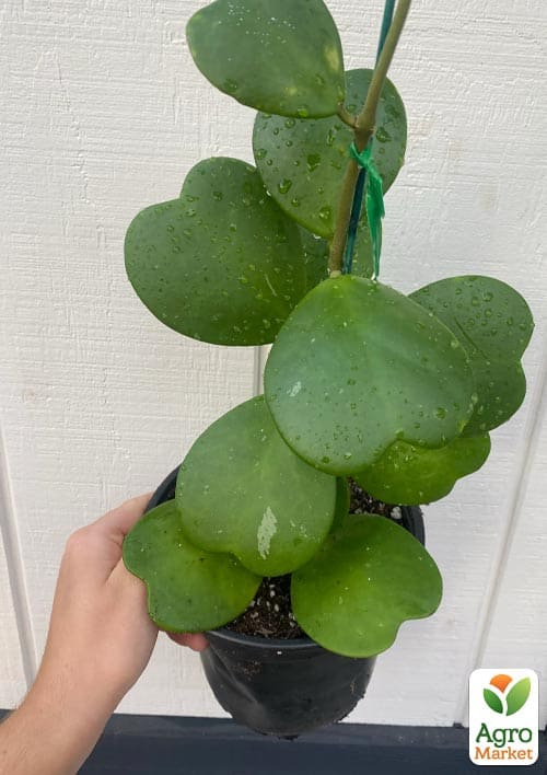 Хойя Керрі "Green Heart" - фото 5