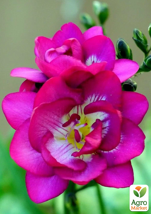 Фрезія махрова "Pink" 5шт в упаковці