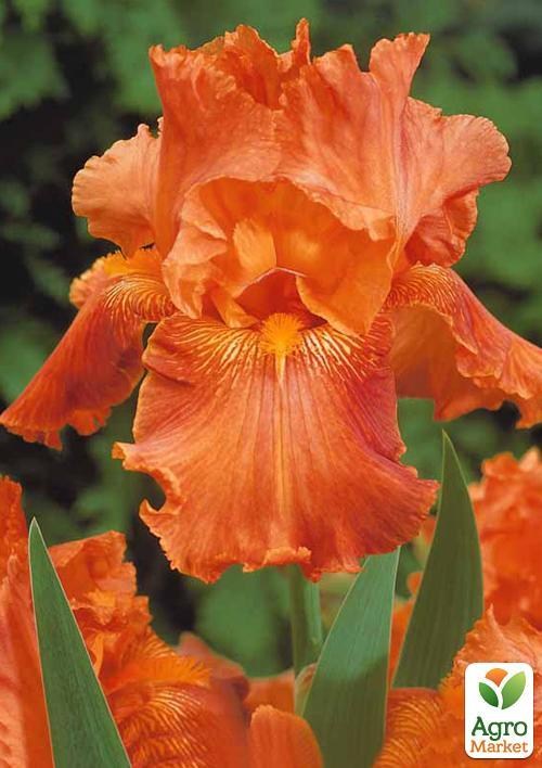 Ирис бородатый крупноцветковый "Orange"  1шт в упаковке