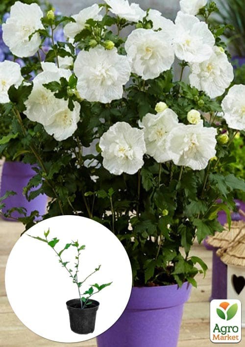 Гибискус сирийский "White Chiffon" С1,5 высота 35-45 см