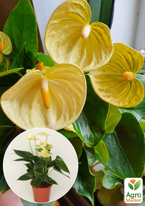 Антуриум (Anthurium) "Vanilla"