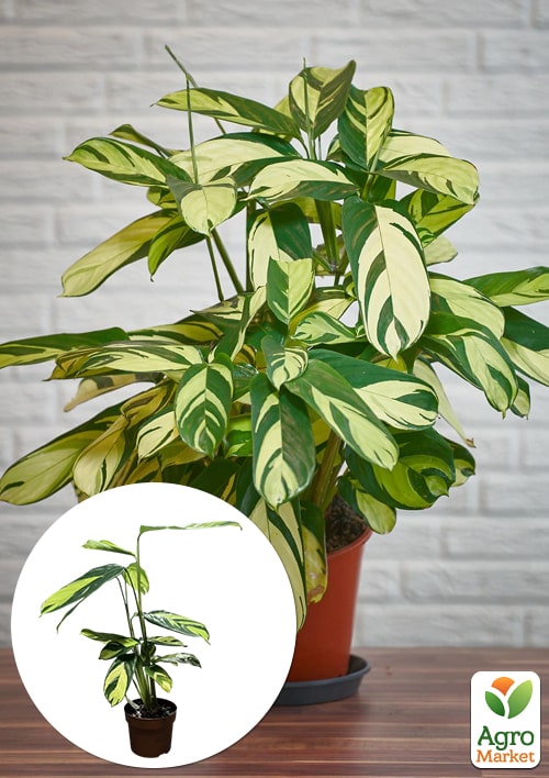 Калатея "Pilosa Gold" высота 40-50см