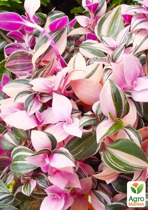 Калізія повзуча "Рожева Пантера" (Callisia repens "Pink Panther")