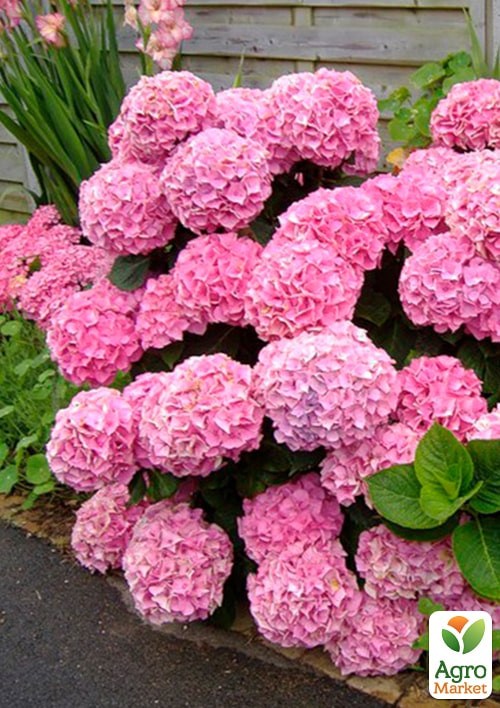Гортензия крупнолистная 3-х летняя "Mini Hornli" (30-40см) - фото 2