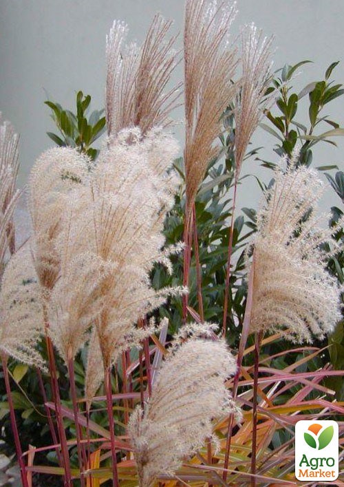 Міскантус китайський "Silberfeder" С1.5 - фото 2
