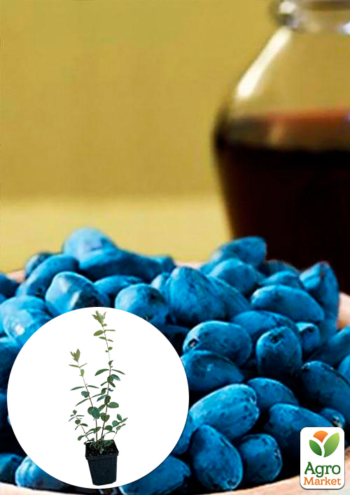 Жимолость "Дуэт" (ранний срок созревания, зимостойкий сорт)