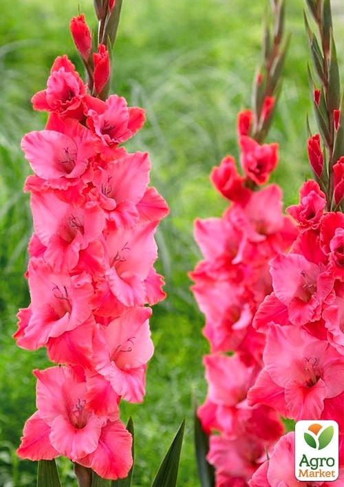 Гладіолус "Titanic" - фото 2