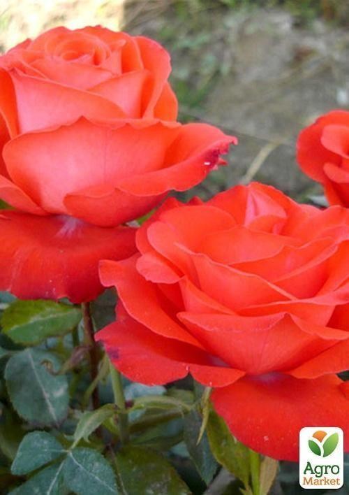 Ексклюзив! Роза чайно-гібридна лососева-помаранчева "Міс Сьюзі" (Miss Susie) (сорт на запашне варення)