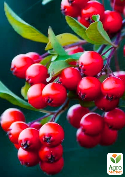 Горобина "Червона"