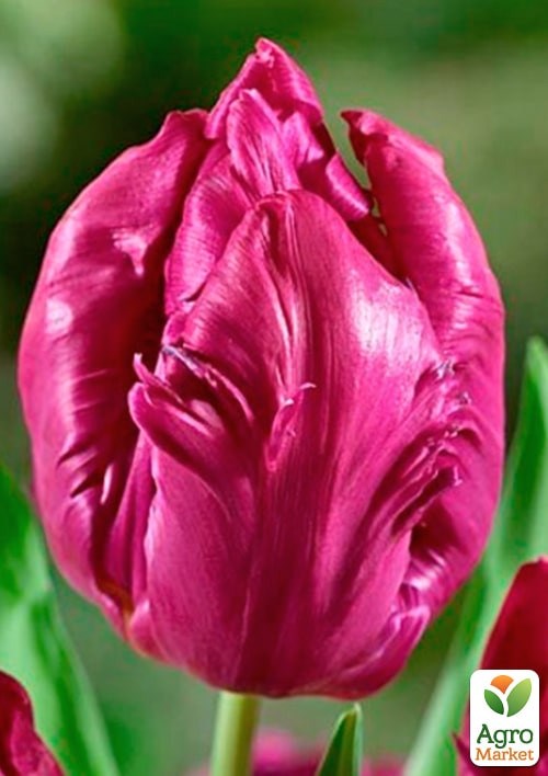 Тюльпан "Parrot Prince" - фото 2