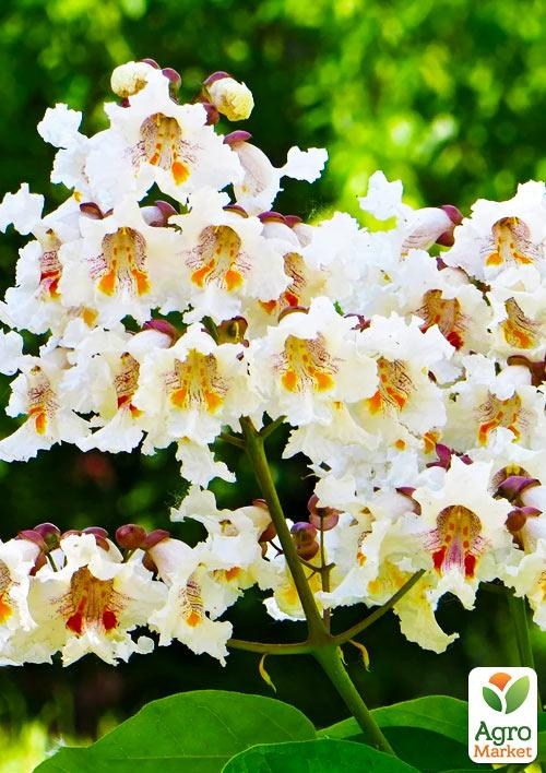 Катальпа обыкновенная