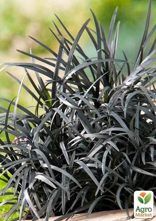 Офіопогон плоскостопий "Нігресценс" (Ophiopogon planiscapus "Nigrescens") - фото 2