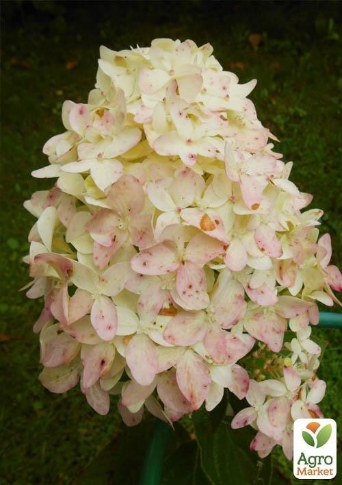 Гортензія волотиста "Мagical Candle" (контейнер C3)