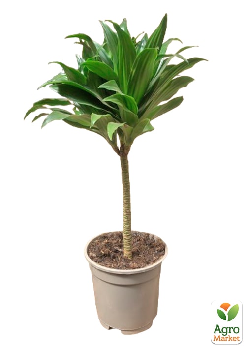 LMTD Драцена на штамбе "Deremensis" (высота 50-70см) - фото 6