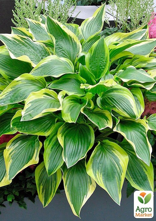 Хоста "Don Stevens"  - фото 2