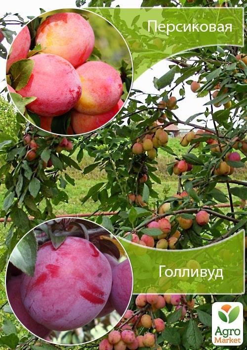 Дерево-сад Слива "Персиковая+Голливуд"