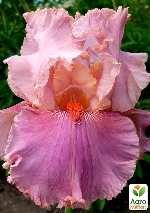 Ирис бородатый крупноцветковый "Okapi Poppe"  1шт в упаковке
