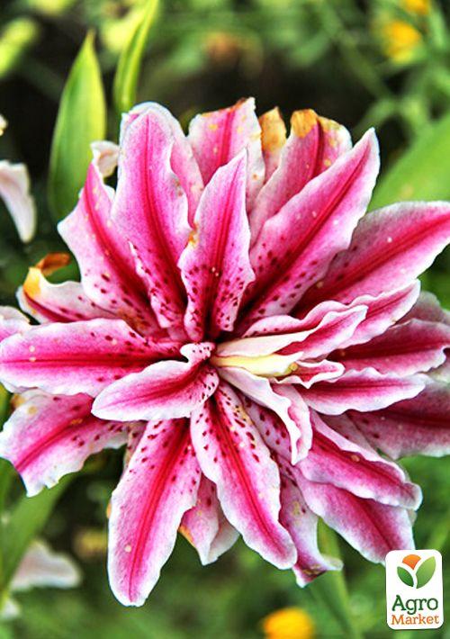 Лилия Махровая "Magic Star" 