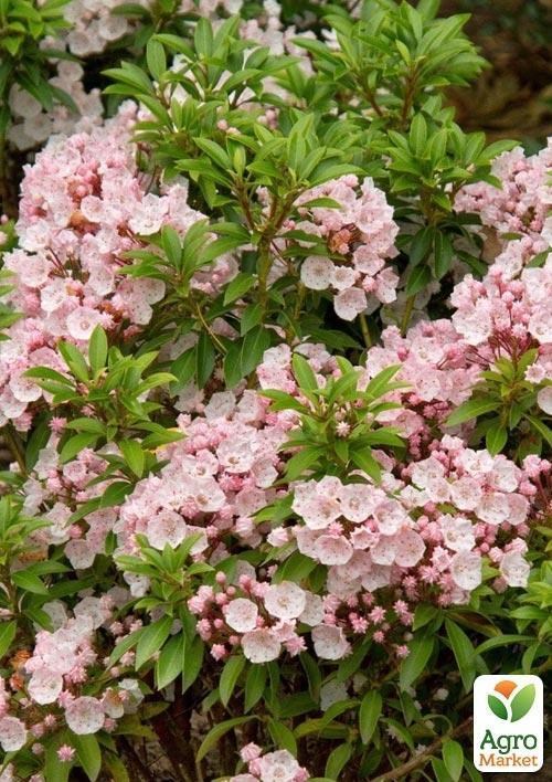 Кальмія latifolia "Elf" - фото 2