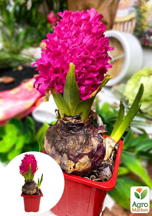 Гиацинт "En Melang" (Нидерланды) - фото 7