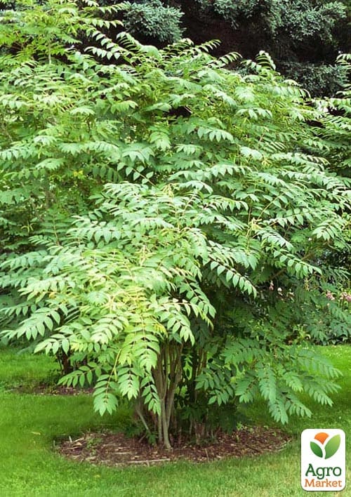 Декенея Фаргеза "Decaisnea fargesii" (Їстівне, Екзотичне) - фото 2