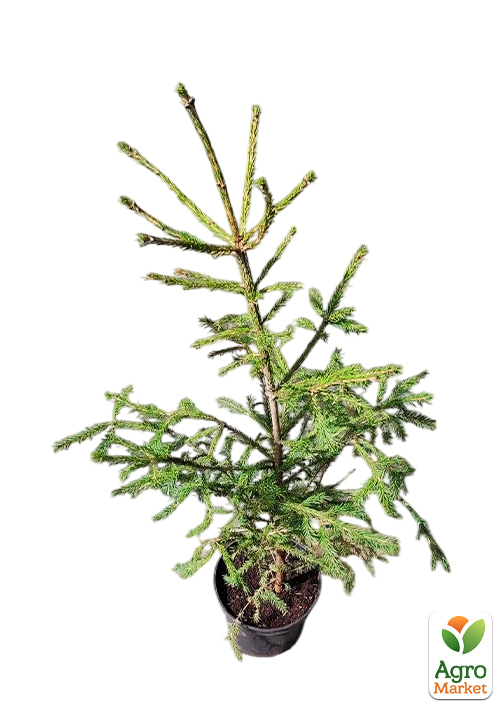 Ель 6-ти летняя европейская "Excelsa" С5, высота 80-100см - фото 2