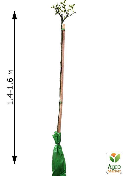 Роза штамбовая "Дабл Делайт" (саженец класса АА+) высший сорт - фото 2