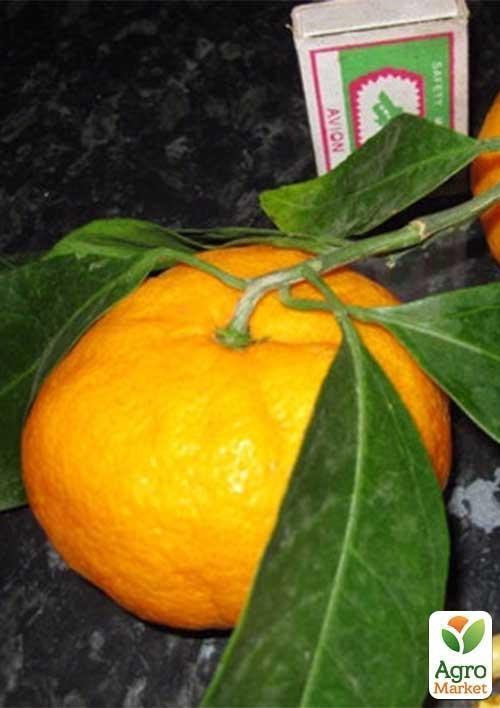 Мандарин "Сочинський-23" вік саджанця 2 роки - фото 2