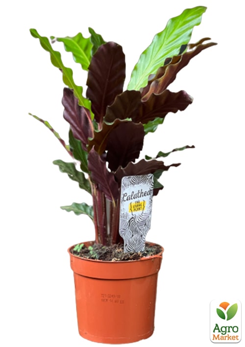 Калатея "Rufibarba" - фото 6