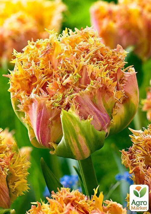 Тюльпан "Esprit" (размер 11/12 , крупный) 3шт в упаковке