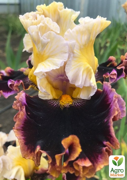 Ірис бородатий великоквітковий "Higher Love"