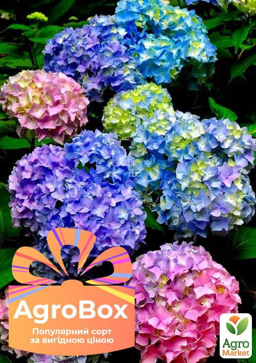 Ексклюзив! AGROBOX з саджанцем гортензії дивовижної краси