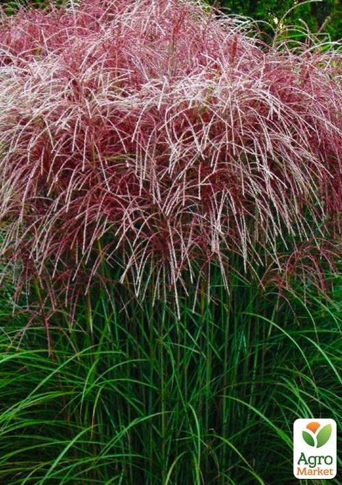 Мискантус "Roter Pfeil" (вазон Ø17)
