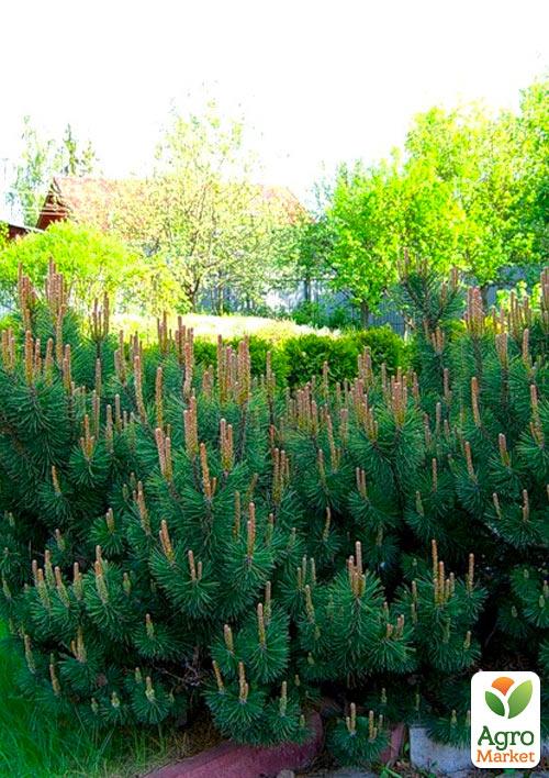 Сосна горная карликовая "Montana" (Pinus Mugo) горшок P9