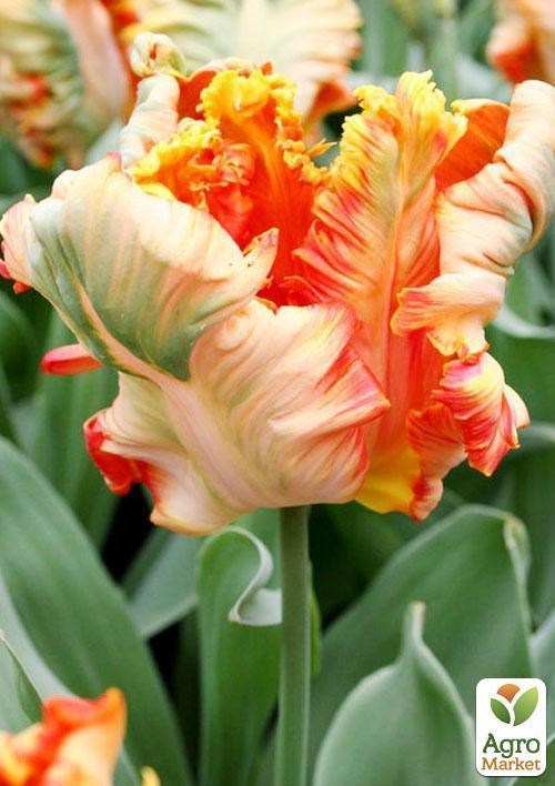 Тюльпан "Parrot King" (размер 10/11 , крупный) 3шт в упаковке