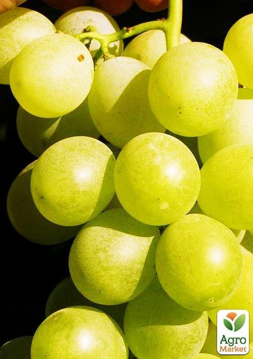 Виноград "Антоний Великий" (ранне-средний срок созревания, не подвержен горошению)