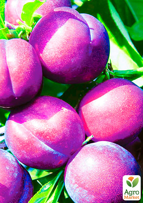 Слива "Венгерка" (поздний срок созревания) - фото 4