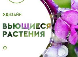 В'юнкі рослини для альтанки - корисні статті про садівництво від Agro-Market