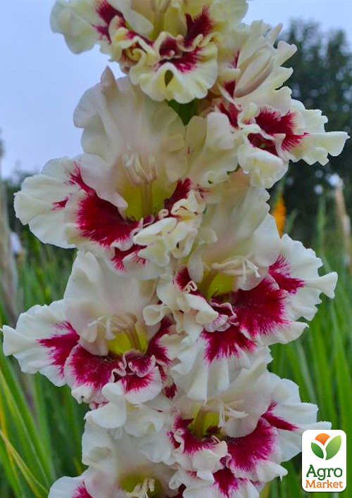 Гладиолус "Amber Mistique" 