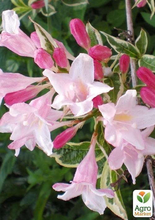 Вейгела Квітуча Splendid контейнер 3л