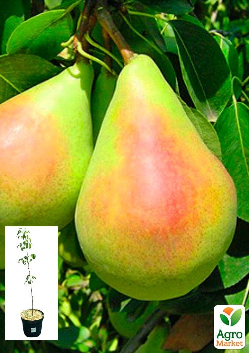 Груша "Санта Мария" укорененная в контейнере (саженец 2 года)