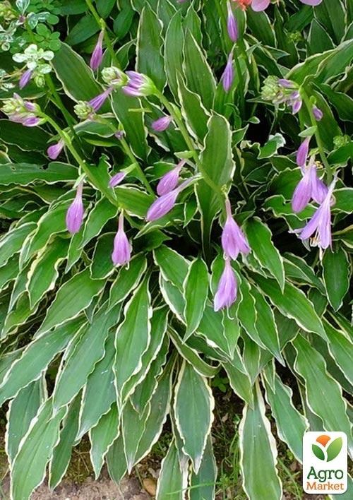 Хоста "Stiletto" 