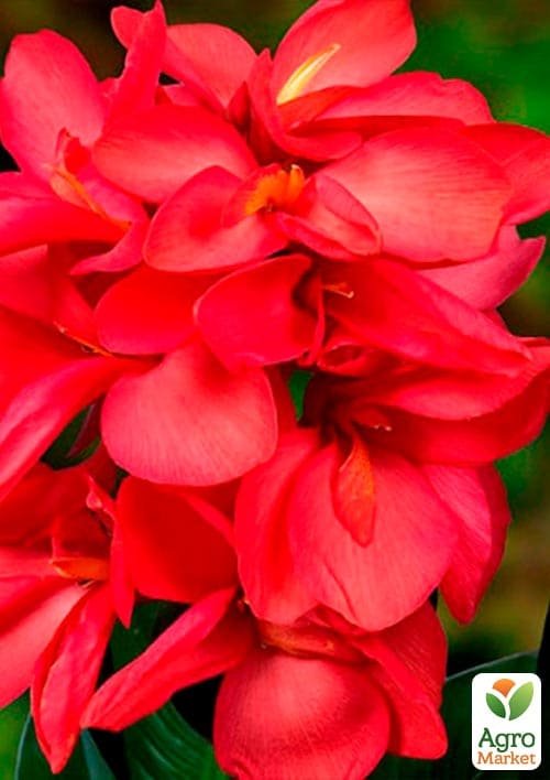 Канна Низкорослая "Crimson Beauty"  - фото 2